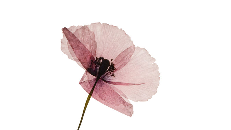 Biologisk næring til haven